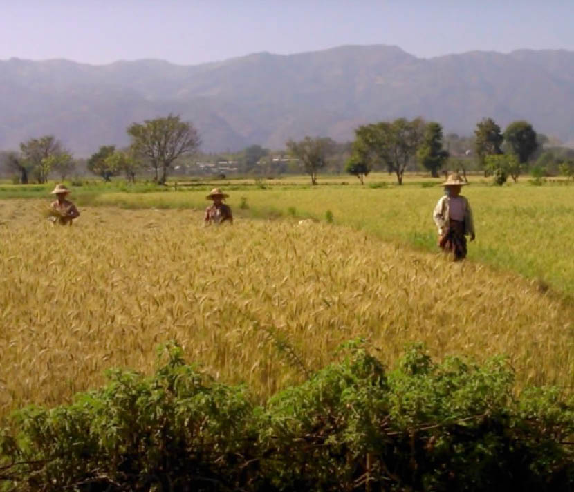 Three people working in a field in Myanmar
