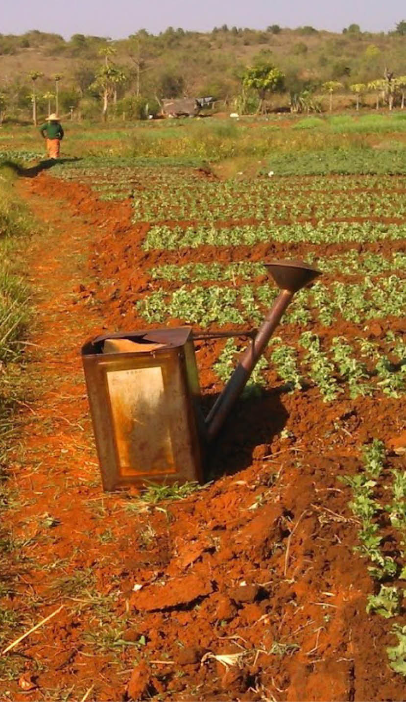A crop field in Myanmar, with a watering can in the foreground