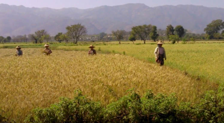 Three people working in a field in Myanmar