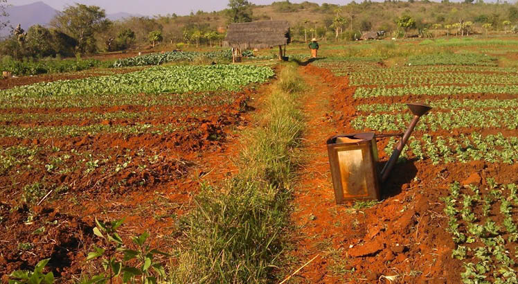 A crop field in Myanmar, with a watering can in the foreground